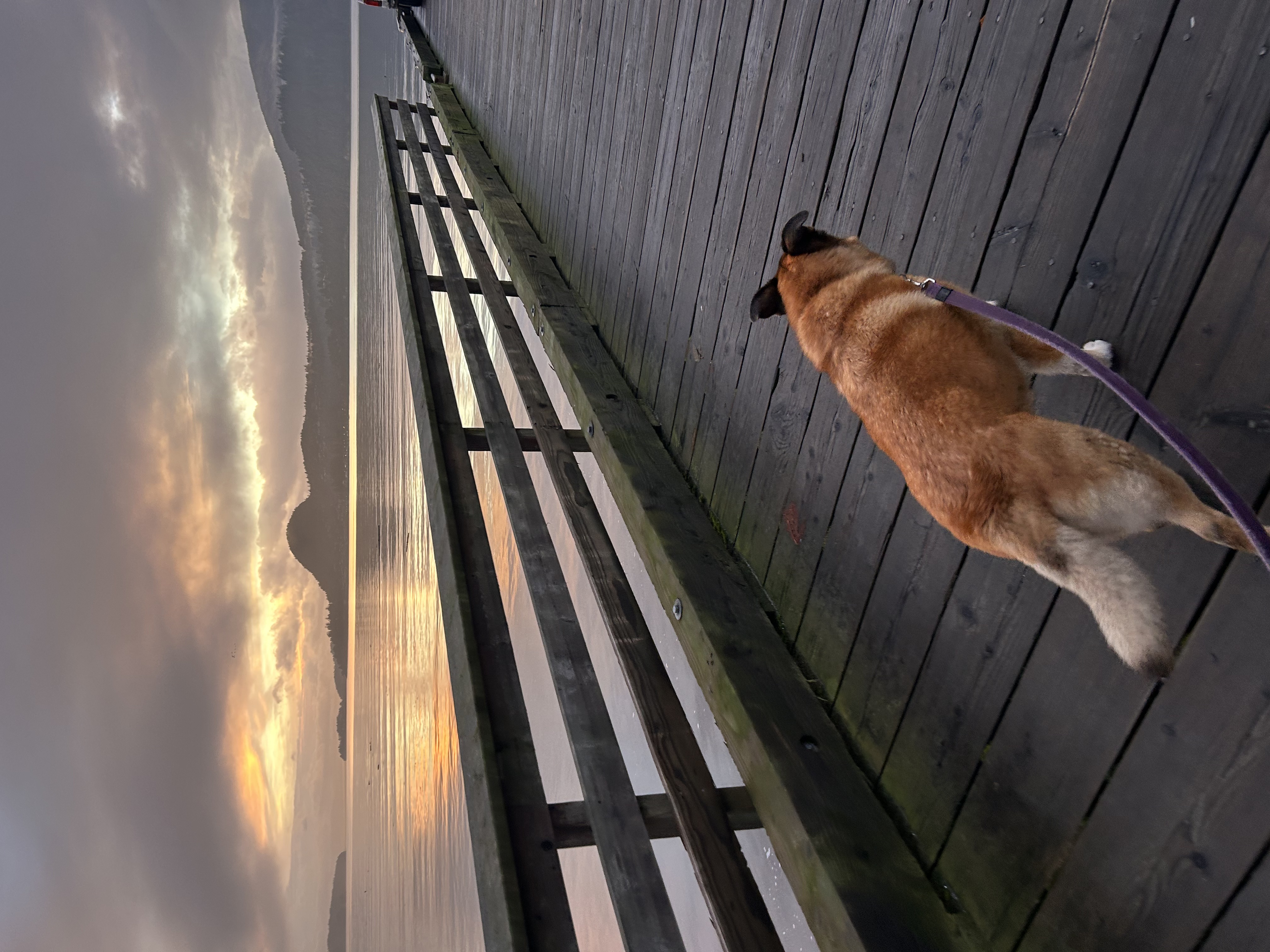 Ellie Mae on the Gambier Island dock at sunset